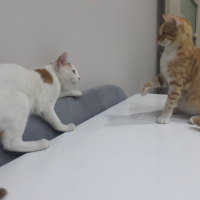 Sarman, Kedi Müslüm fotoğrafı