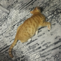 Sarman, Kedi Müslüm fotoğrafı