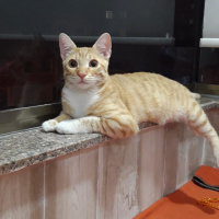 Sarman, Kedi Müslüm fotoğrafı