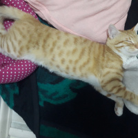 Sarman, Kedi Müslüm fotoğrafı