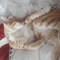 Sarman, Kedi Müslüm fotoğrafı