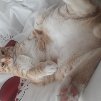 Sarman, Kedi Müslüm fotoğrafı