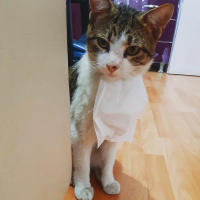 Tekir Kedi, Kedi Umut fotoğrafı