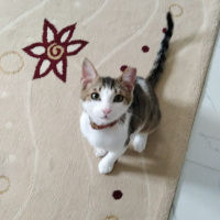 Tekir Kedi, Kedi Moly fotoğrafı