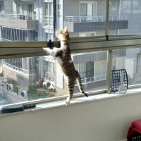 Tekir Kedi, Kedi Moly fotoğrafı