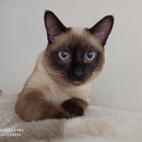 Siyam Kedisi, Kedi MARS fotoğrafı
