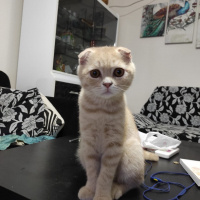 British Shorthair, Kedi Isimsiz fotoğrafı