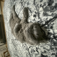 Scottish Fold, Kedi Faik fotoğrafı