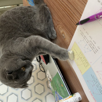 Scottish Fold, Kedi Gazoz fotoğrafı