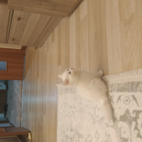 British Shorthair, Kedi Rozi fotoğrafı