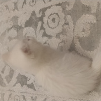 British Shorthair, Kedi Rozi fotoğrafı