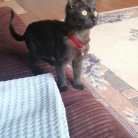 Bombay, Kedi Afrodit fotoğrafı