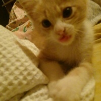 Tekir Kedi, Kedi  Venüs fotoğrafı