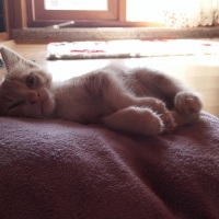 Tekir Kedi, Kedi  Venüs fotoğrafı