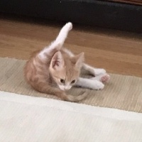 Tekir Kedi, Kedi  Venüs fotoğrafı