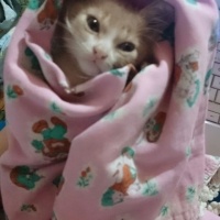 Tekir Kedi, Kedi  Venüs fotoğrafı