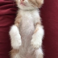 Tekir Kedi, Kedi  Venüs fotoğrafı