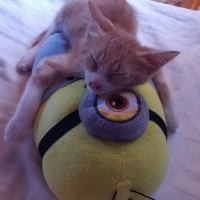 Tekir Kedi, Kedi  Venüs fotoğrafı