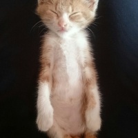 Tekir Kedi, Kedi  Venüs fotoğrafı