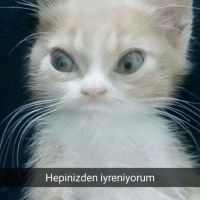 Tekir Kedi, Kedi  Venüs fotoğrafı