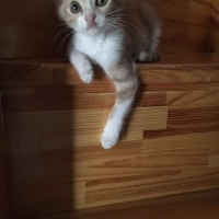 Tekir Kedi, Kedi  Venüs fotoğrafı