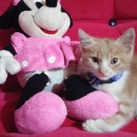 Tekir Kedi, Kedi  Venüs fotoğrafı