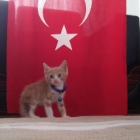 Tekir Kedi, Kedi  Venüs fotoğrafı
