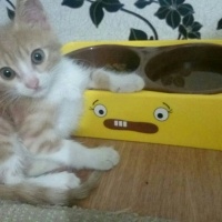 Tekir Kedi, Kedi  Venüs fotoğrafı