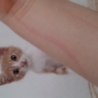 Tekir Kedi, Kedi  Venüs fotoğrafı