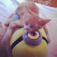 Tekir Kedi, Kedi  Venüs fotoğrafı