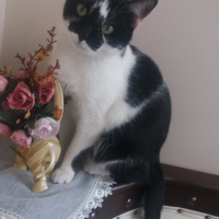 Tuxedo (Smokin) Kedi, Kedi narin fotoğrafı