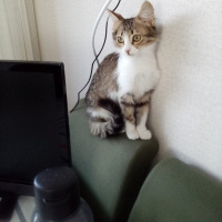 Norwegian Forest, Kedi Garip fotoğrafı