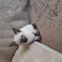 Siyam Kedisi, Kedi Tintin fotoğrafı