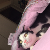 Tuxedo (Smokin) Kedi, Kedi Mini fotoğrafı