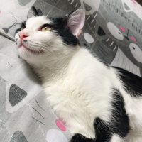 Tuxedo (Smokin) Kedi, Kedi Mini fotoğrafı