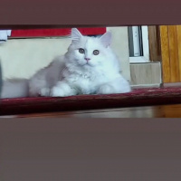 Chinchilla, Kedi Mişa fotoğrafı