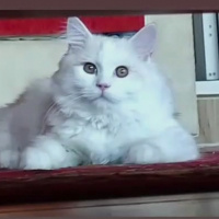 Chinchilla, Kedi Mişa fotoğrafı