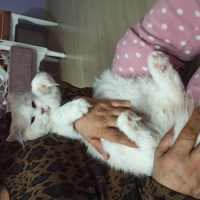 Chinchilla, Kedi Mişa fotoğrafı