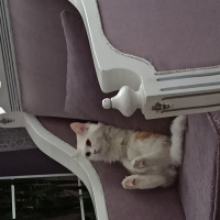 Chinchilla, Kedi Mişa fotoğrafı