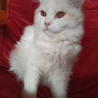 Chinchilla, Kedi Mişa fotoğrafı