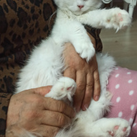 Chinchilla, Kedi Mişa fotoğrafı