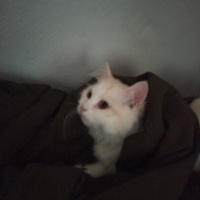 Chinchilla, Kedi Mişa fotoğrafı