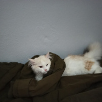 Chinchilla, Kedi Mişa fotoğrafı