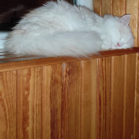 Chinchilla, Kedi Mişa fotoğrafı