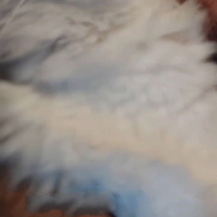 Chinchilla, Kedi Mişa fotoğrafı