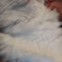 Chinchilla, Kedi Mişa fotoğrafı