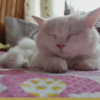 Chinchilla, Kedi Mişa fotoğrafı