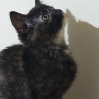 Tuxedo (Smokin) Kedi, Kedi Athena fotoğrafı