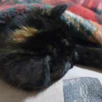 Tuxedo (Smokin) Kedi, Kedi Athena fotoğrafı