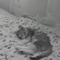 Tekir Kedi, Kedi Makbuş fotoğrafı